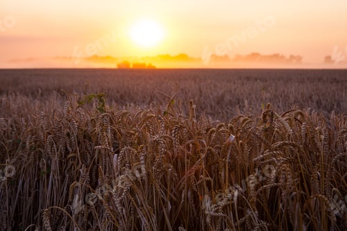 Preview: Sun Over Combine Harvesting Wheat And Filling Trailer In Rural Field