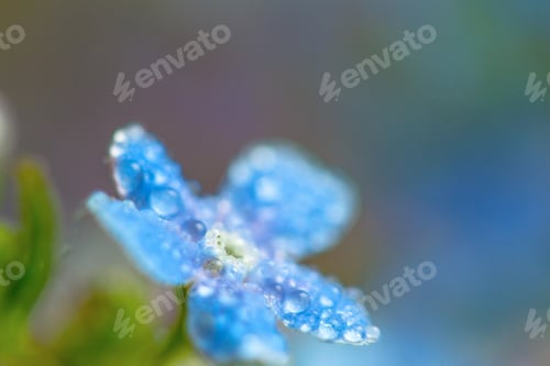 Preview: A Bunch Of Forget Me Nots With Morning Dew Drops
