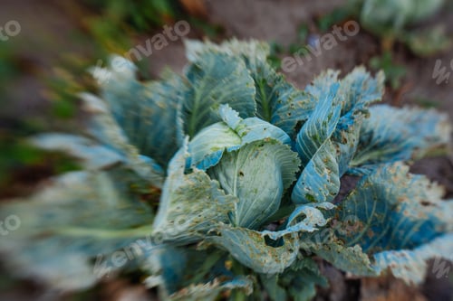 Preview: Cabbage In The Garden,Fresh Kitchen Garden Cabbage