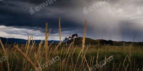 Preview: Horses In Field In Iceland, In Rainy Weather