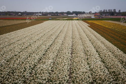 Preview: Tulip Field Taken In Holland