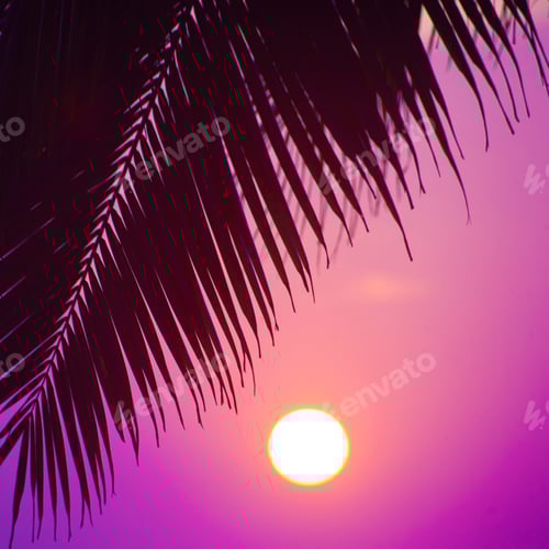 Preview: Palms Silhouettes Against The Sunset Sky Taken In Varkala. Kerala, India
