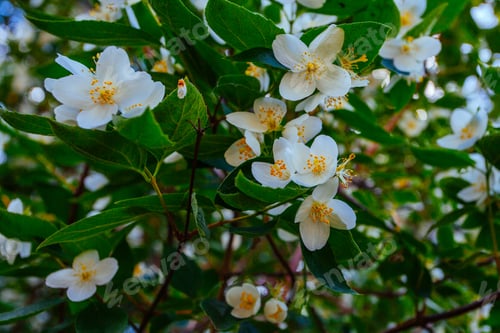 Preview: Fresh Aromatic Wgite Jasmine Flowers On Bush In June