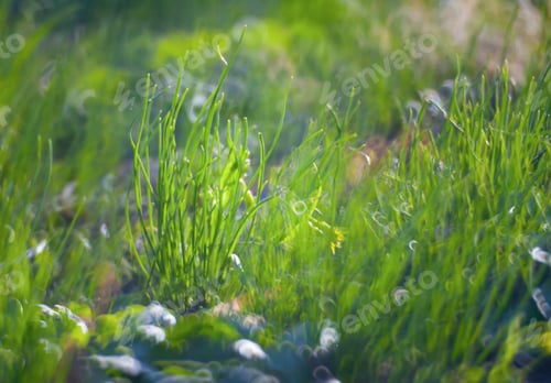 Preview: Green Summer Grass Meadow Close-Up With Bright Sunlight. Sunny Spring Background