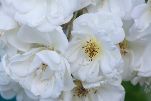 Preview: Romantic Summer White Fresh Rose Flowers Background