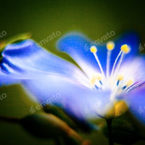Preview: Close-Up Of Blue Flax Flower. Macro