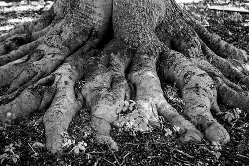 Preview: Black And White Graphical Natural Background Of Trees In Summer