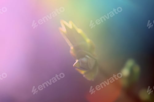 Preview: First Leafes And Kidneys In Spring Inbright Sunlight