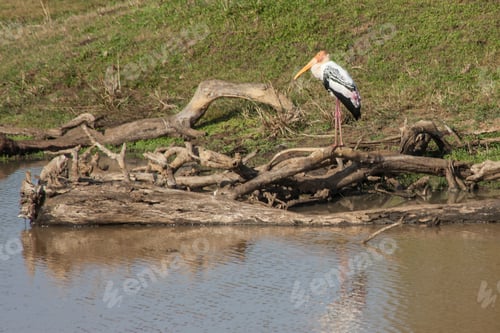 Preview: Heron In The Wild In Yala National Park, Sri Lanka