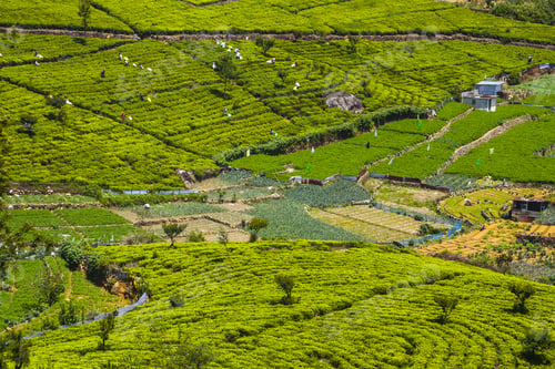 Preview: Tea Plantation Landscape In Sri Lanka