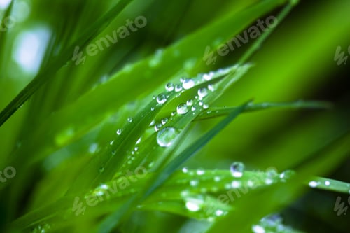 Preview: Dew Drops Close Up