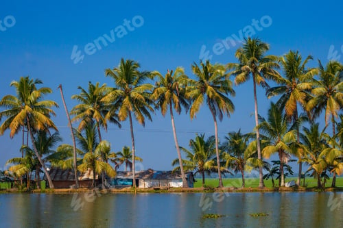 Preview: Palm Trees Taken On The Backwaters Of Kerala, India
