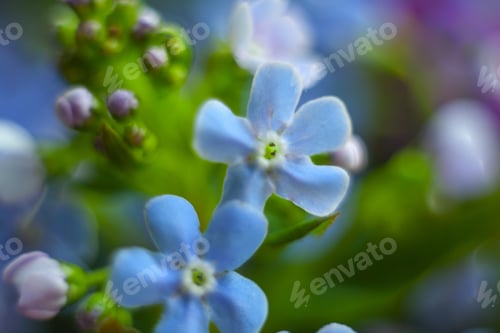 Preview: Macro Of Forget-Me-Not Flower
