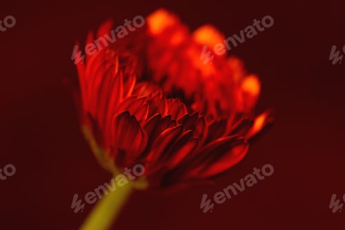 Preview: Bud Pink Flower Close-Up