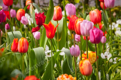 Preview: Colorful Tulips In The Park.