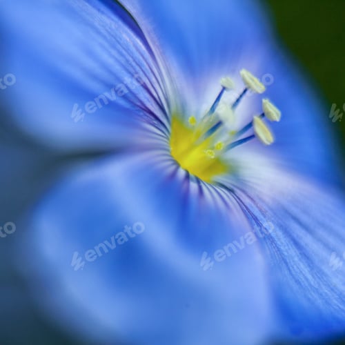 Preview: Close-Up Of Blue Flax Flower. Macro