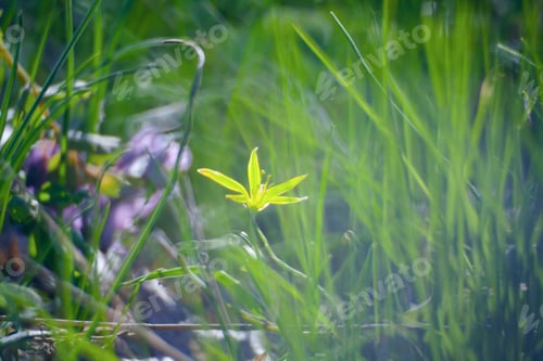 Preview: Yellow Flower In Green Summer Grass Meadow Close-Up With Bright Sunlight. Sunny Spring Background