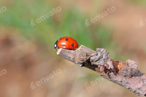 Preview: Ladybug In The Spring