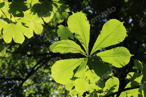 Preview: Chesnut Tree Leafes In Sun Light