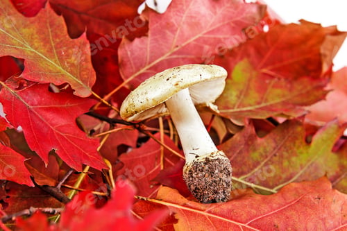 Preview: Autumn Background With Leafes And Mushrooms