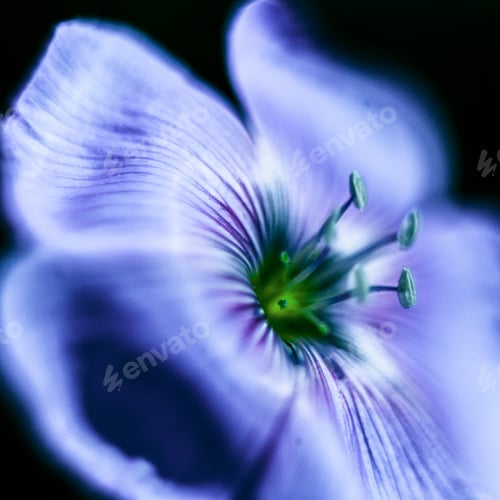 Preview: Close-Up Of Blue Flax Flower. Macro