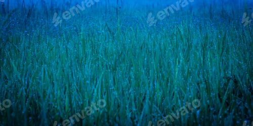 Preview: Grass Field With Morning Dew And Fog