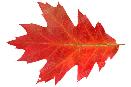 Preview: Red Autumn Leaf Oak Isolated On White Background