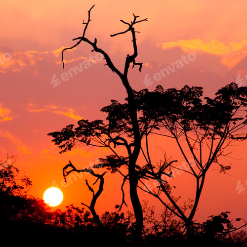 Preview: Beautiful Tree Silhouette And Sun At The Sunset Time