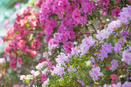 Preview: Beautiful Pink Rhododendron Flower In Garden