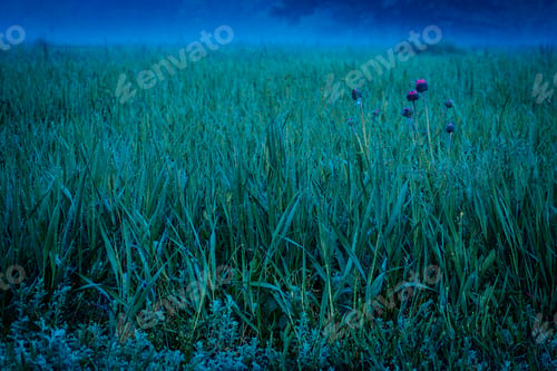 Preview: Grass Field With Morning Dew And Fog