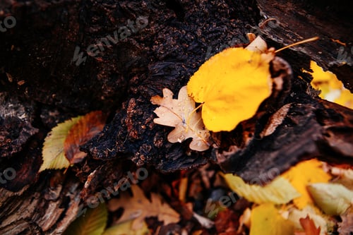 Preview: Fallen Leaves Near Beautiful Tree In Autumn Forest At Sunny Weather