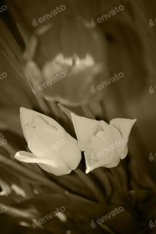 Preview: Vintage Bouquet Of Tulips