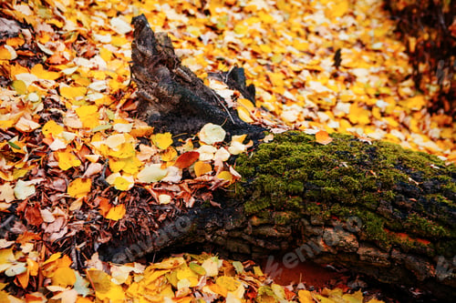 Preview: Fallen Leaves Near Beautiful Tree In Autumn Forest At Sunny Weather