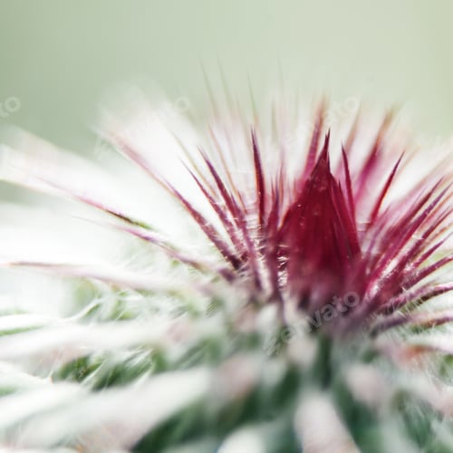 Preview: Closeup Of A Milk Thistle Flower