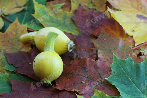 Preview: Still Leaves Fall Pumpkin