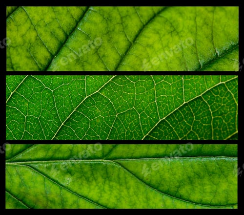 Preview: Green Leaf With Structure, Macro