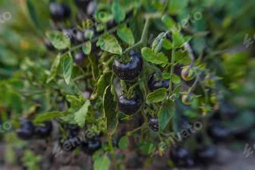 Preview: The Black Tomato, Indigo Rose