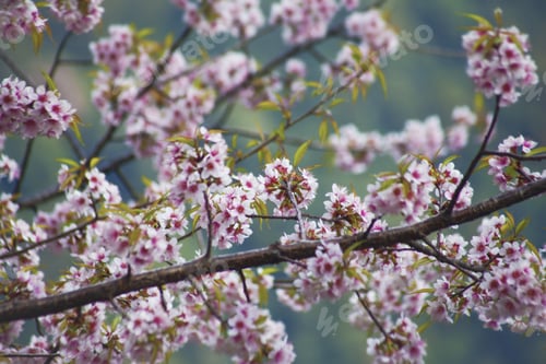 Preview: Plum Flower Blossom