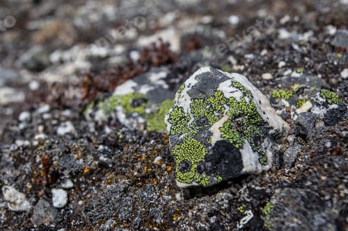 Preview: Stone And Flowers Texture Background, Himalayan Mountains, Nepal