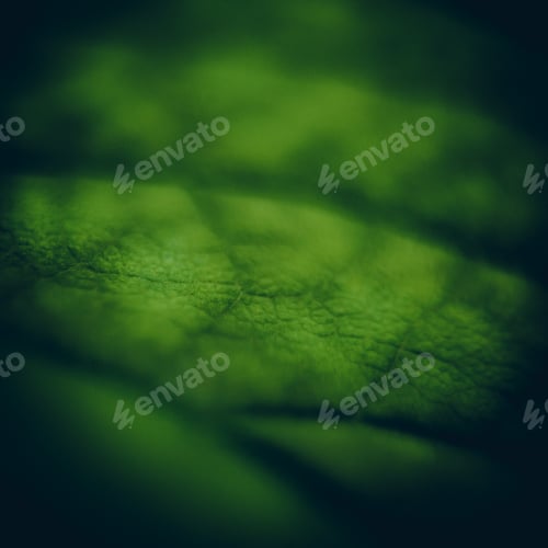 Preview: Close Up Of Green Leaf Texture
