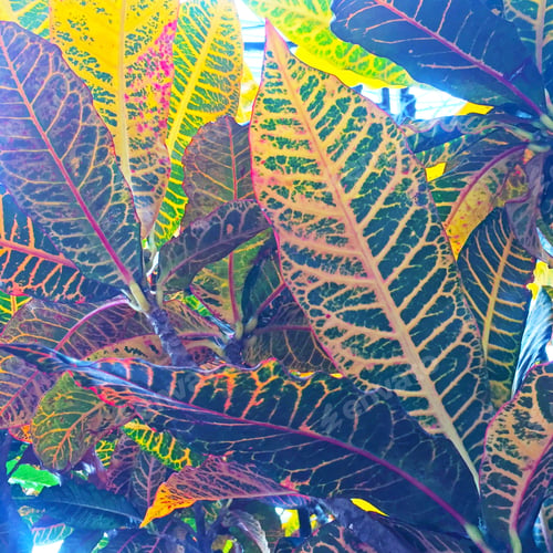 Preview: Beautiful Background Of The Tropical Codiaeum Plant