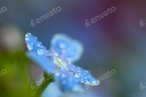 Preview: A Bunch Of Forget Me Nots With Morning Dew Drops