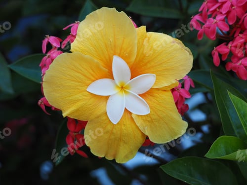 Preview: Beautiful Plumeria Flower Inside Yellow Hibiscus. Black Table Background. View From Above.