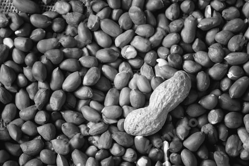 Preview: Peanut Health Lifestyle