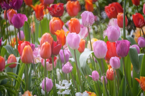 Preview: Colorful Tulips In The Park.