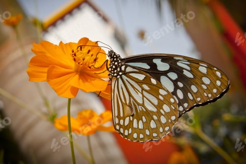 Preview: Big Exotic Blue Butterfly On Flowers