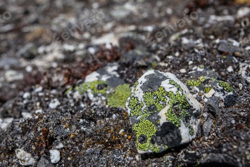 Preview: Stone And Flowers Texture Background, Himalayan Mountains, Nepal