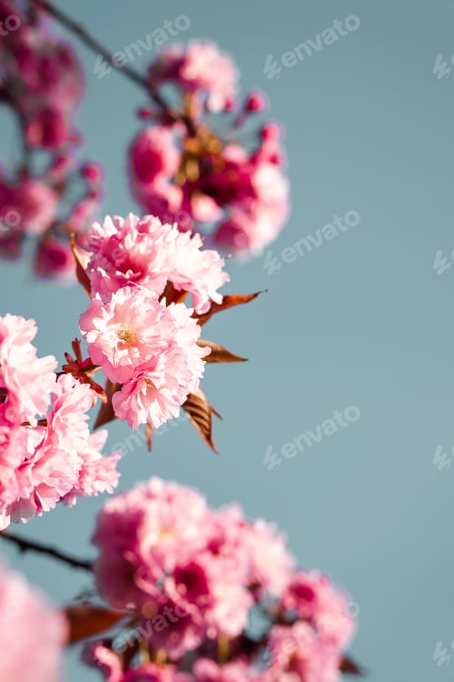Preview: Pink cherry blossom flowers blooming on a tree in Spring