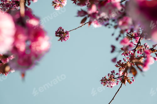 Preview: Pink cherry blossom flowers blooming on a tree in Spring