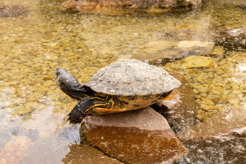Preview: A turtle is resting on a rock above shallow water. The turtle's shell is partly wet, while the surro
